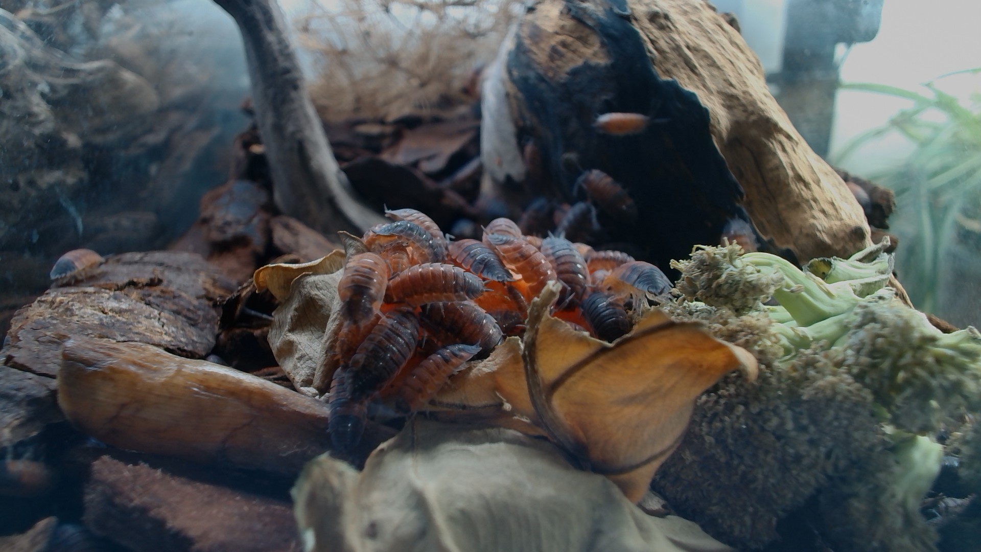 Large feature photo placeholder for isopod habitat.